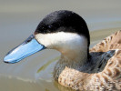 Puna Teal (WWT Slimbridge 20) - pic by Nigel Key